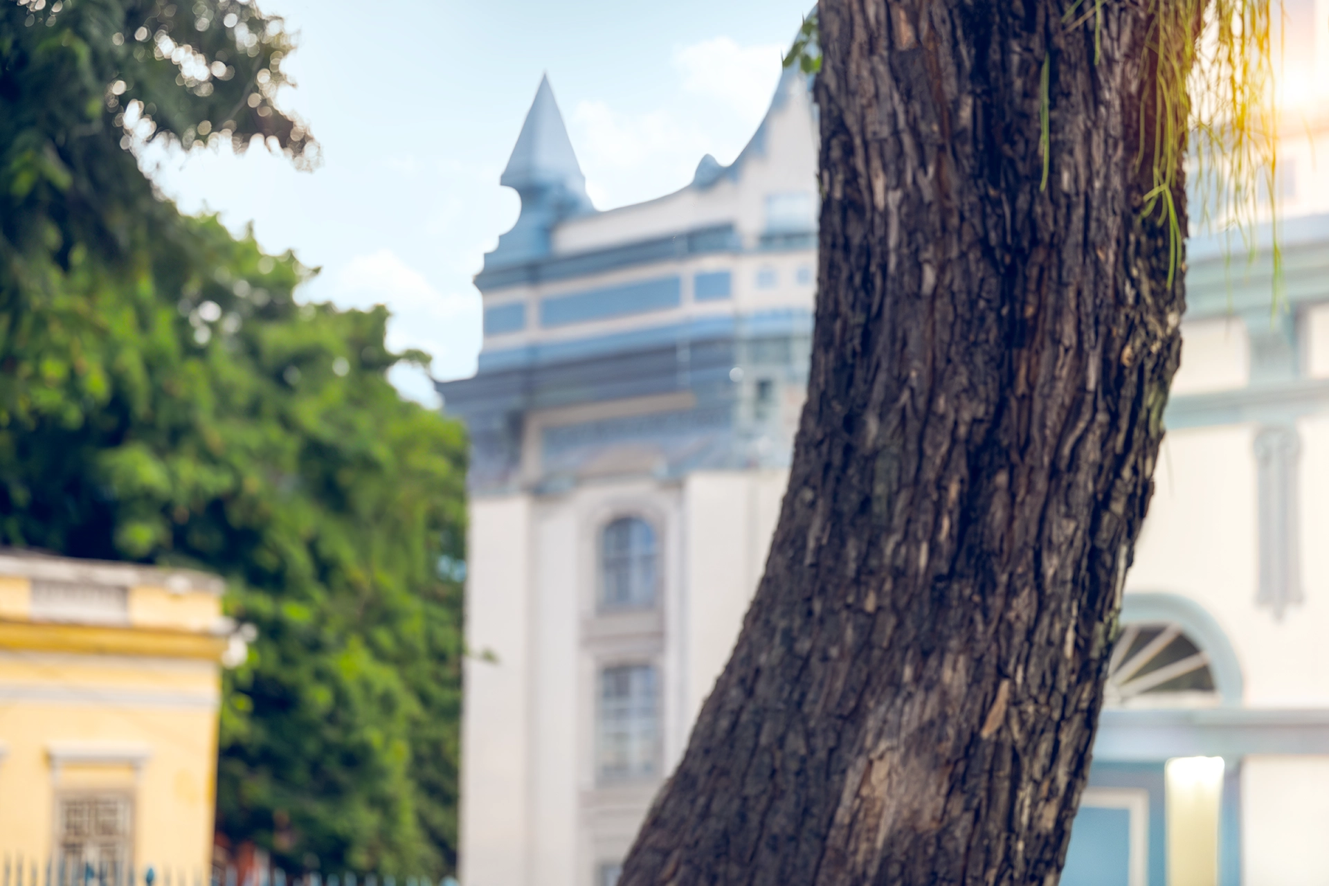 a tree in the town